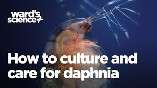 Caring and Culturing for Daphnia [upl. by Consolata]