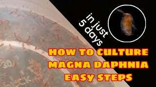 How to Culture Magna Daphnia Easily [upl. by Castorina552]