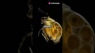 How to culture Daphnia for your Aquarium [upl. by Phedra]