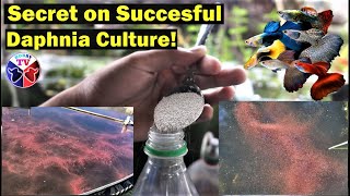 How to Culture Daphnia Successfully [upl. by Nnyleahs252]