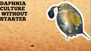 HOW TO CULTURE DAPHNIA NATURALLY WITHOUT A STARTER [upl. by Enerahs589]