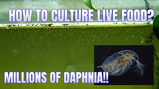 How to Culture Daphnia Secret Method to Breed MILLIONS  Simply Aquatic [upl. by North]