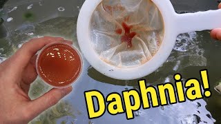 How I Culture Daphnia In Outdoor Tubs [upl. by Osrit80]