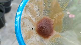 How to culture daphnia moina in a small container Part 1 English Subtitle [upl. by Yleen]