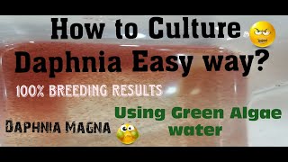 Daphnia MagnaHow to Culture Daphnia Easy wayCulturing Daphnia using Green water Daphnia [upl. by Genny]