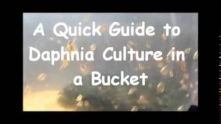 How to culture daphnia outside [upl. by Yelraf]