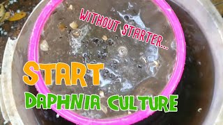 How to culture daphnia moina the easy way 1  Starting the Daphnia culture [upl. by Odlonra131]