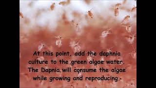 Daphnia  How to grow daphnia in your home [upl. by Notlem]