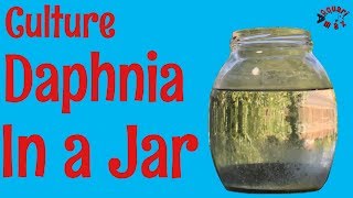 How to Culture Daphnia in a Jar [upl. by Iniretake735]