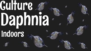 How to Culture Daphnia [upl. by Anelys]