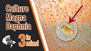 How to culture DAPHNIA MAGNA  The easy way [upl. by Mose]