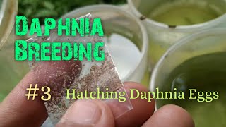 Daphnia Culture made simple and easy 3  Hatching Daphnia eggs [upl. by Amimej629]