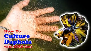 How to Culture Daphnia with ZERO Cost  Unlimited Live Food For Our Fish [upl. by Drisko]