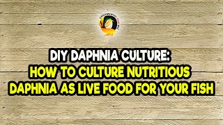 DIY Daphnia Culture How to Culture Nutritious Daphnia as Live Food for Your Fish [upl. by Alfi]