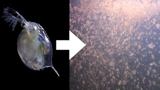 How I Culture Daphnia [upl. by Llerdna]