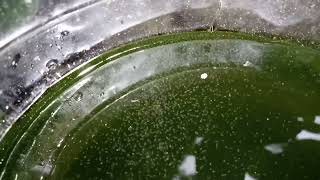 DAPHNIA MOINA CULTURE IN A SMALL BUCKET [upl. by Tereb784]