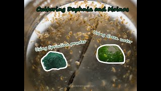 How To Culture Daphnia and Moinas using Green Water Spirulina powder [upl. by Emersen]