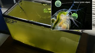 Raising Daphnia for the Freshwater Aquarium [upl. by Berlin]