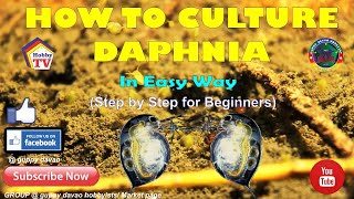 HOW TO CULTURE DAPHNIA In Easy Way [upl. by Vargas]